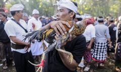 Tragiczny wypadek na Bali. Mężczyzna ofiarą walki kogutów