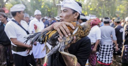 Tragiczny wypadek na Bali. Mężczyzna ofiarą walki kogutów