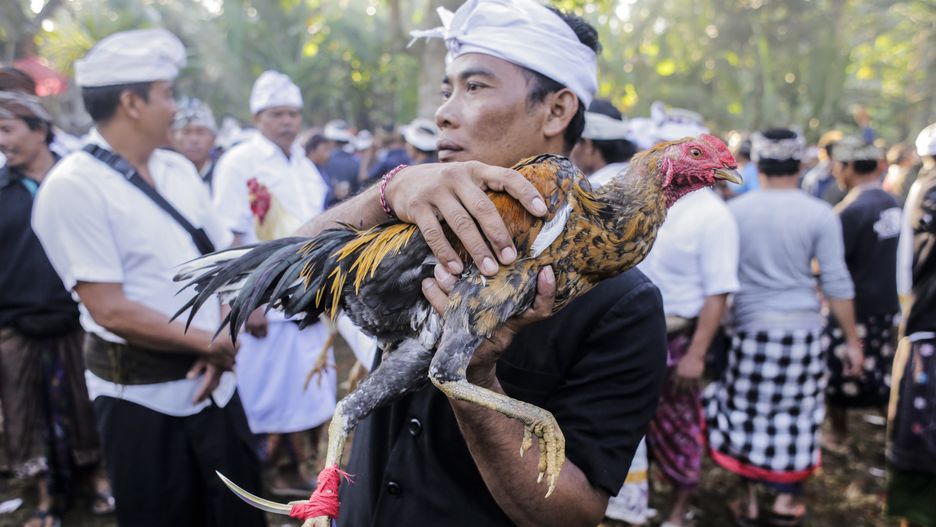 Tradycyjne walki kogutów na Bali