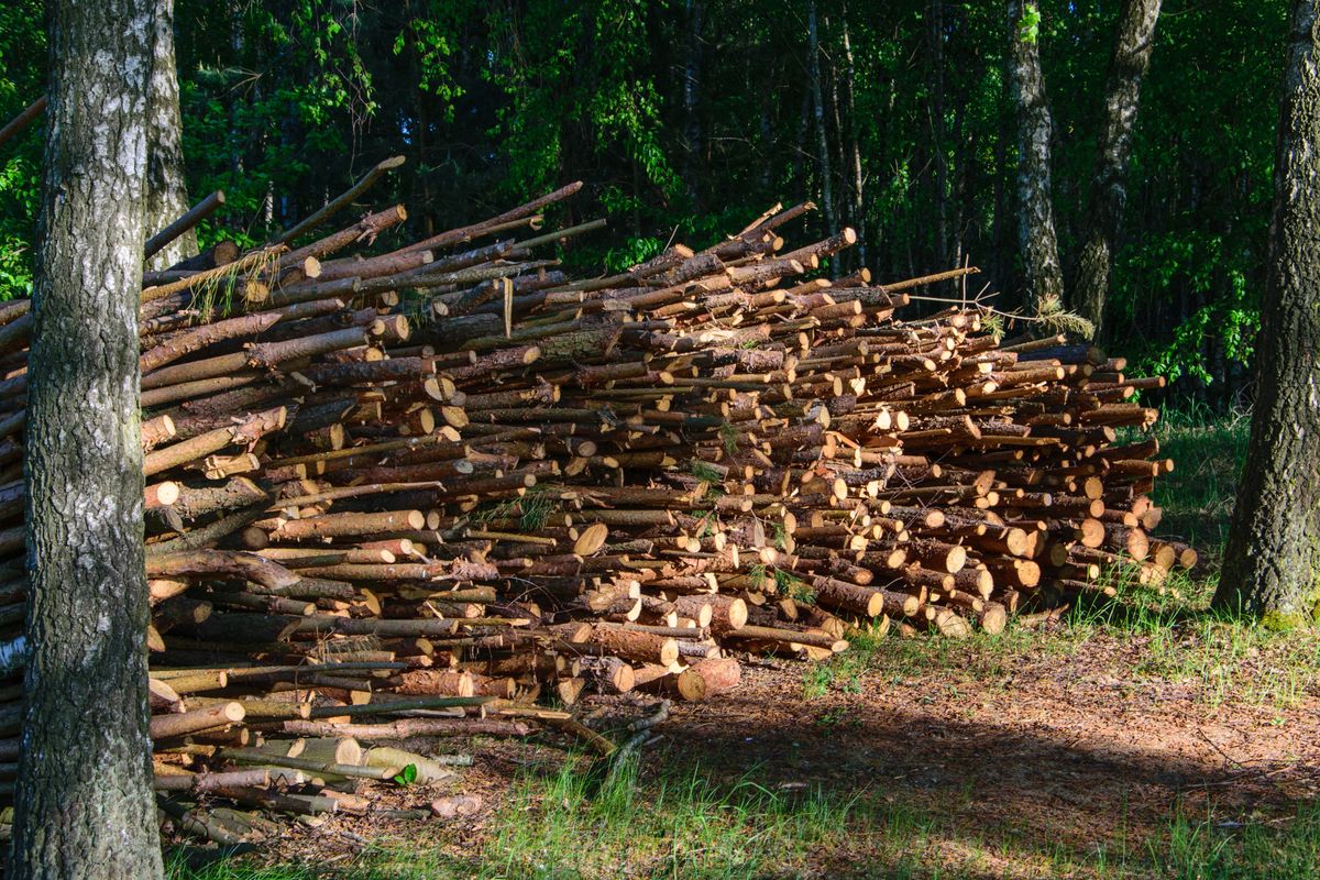 Skład drewna opałowego w lesie 
