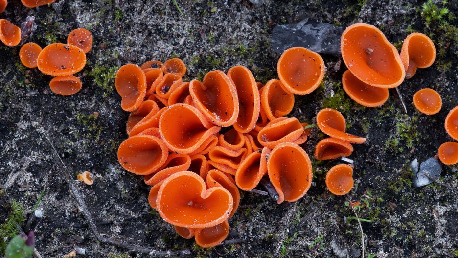 aleuria aurantia, orange peel fungus, close-up, cup-shaped ascocarps, ground, fungi, common, soil, macro, small, european, northern europe, vibrant, mushroom, colorful, nature, fruiting body, disturbed soil, growing