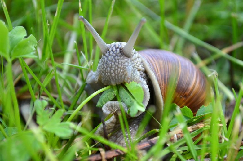 Idzie sezon na winniczki. Po trzech latach przerwy będzie możliwy skup