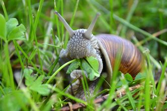 Idzie sezon na winniczki. Po trzech latach przerwy będzie możliwy skup