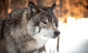 Wilki niepokoją wieś. "Mam nadzieję, że nie będzie trzeba odstrzelić"