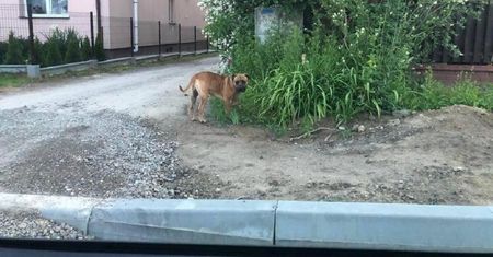 Agresywny pies terroryzuje psy sąsiadów. Dwa tygodnie temu zagryzł dwa yorki, wczoraj pogryzł innego psa