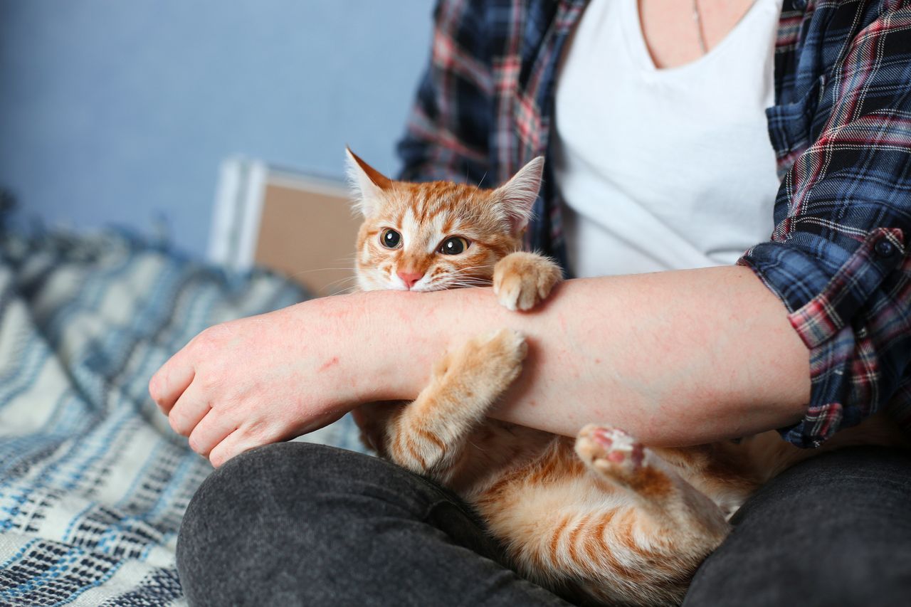 Understanding why cats scratch could help protect your furniture