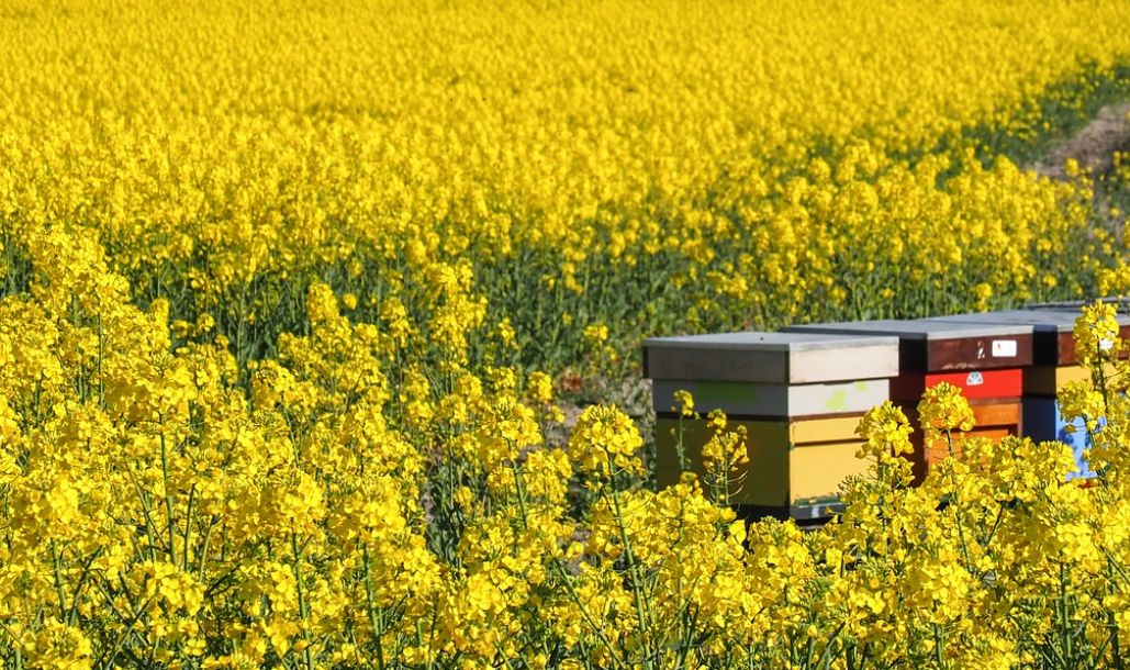 Biały miód - charakterystyka, witaminy i minerały, właściwości lecznicze, cena, gdzie kupić