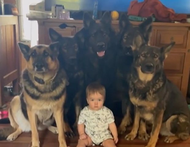 Wychowuje niemowlę z sześcioma psami. "Raczkująca z wilkami"