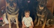 "Raczkująca z wilkami". Dziewczynka zaczęła się zachowywać jak pies