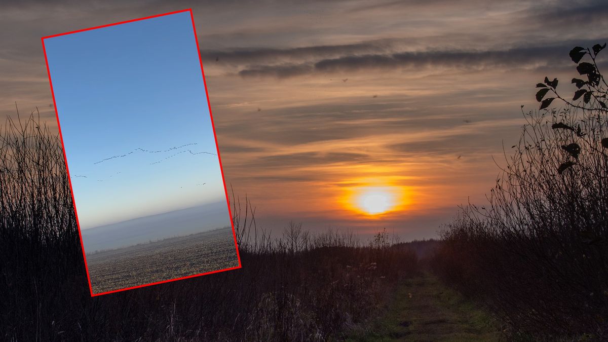 Takie nagranie opublikowali leśnicy z Podlasia