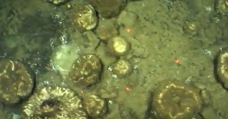 Najstarsze zwierzę świata? Ta antarktyczna gąbka może żyć nawet 15 000 lat