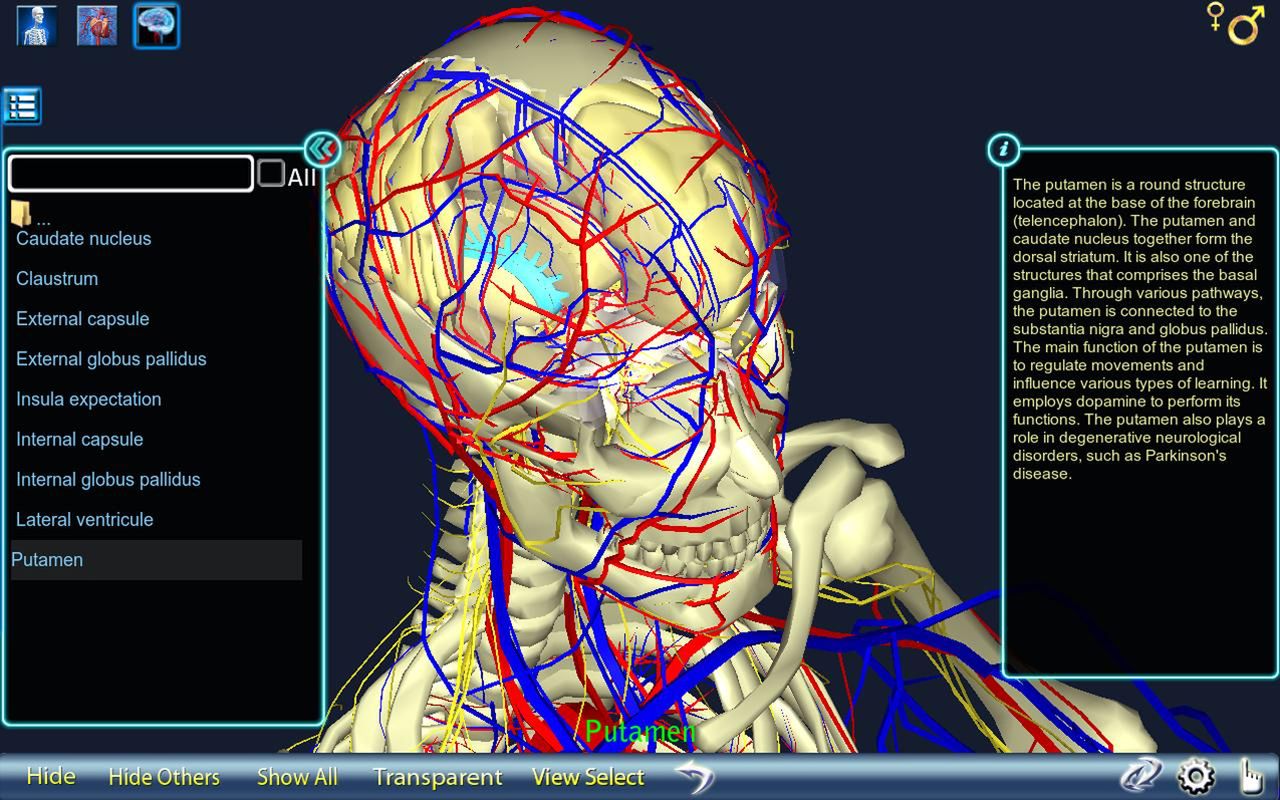 Anatomy 3D