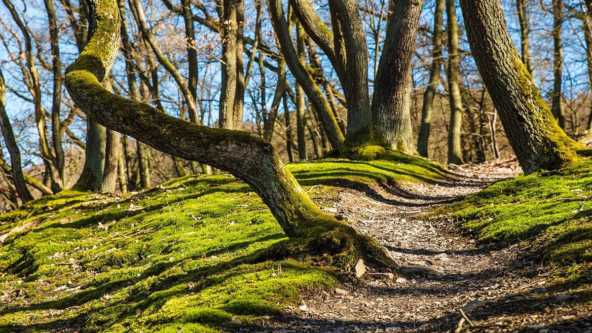 Czas na składanie wniosków to dwa miesiące - od 1 czerwca do 31 
