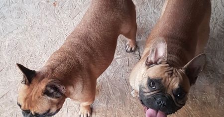 Ktoś ukradł dwa buldogi francuskie z posesji. Nagroda za wskazanie sprawcy