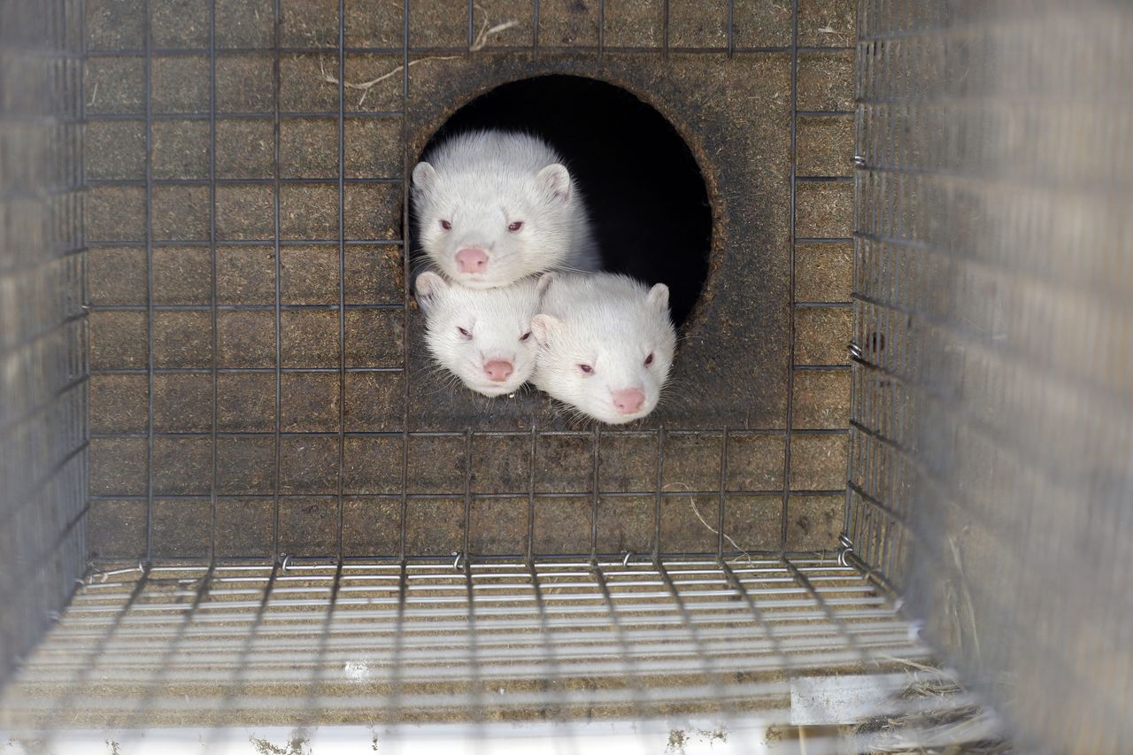 Zakaz hodowli zwierząt na futra. Branża zabrała głos