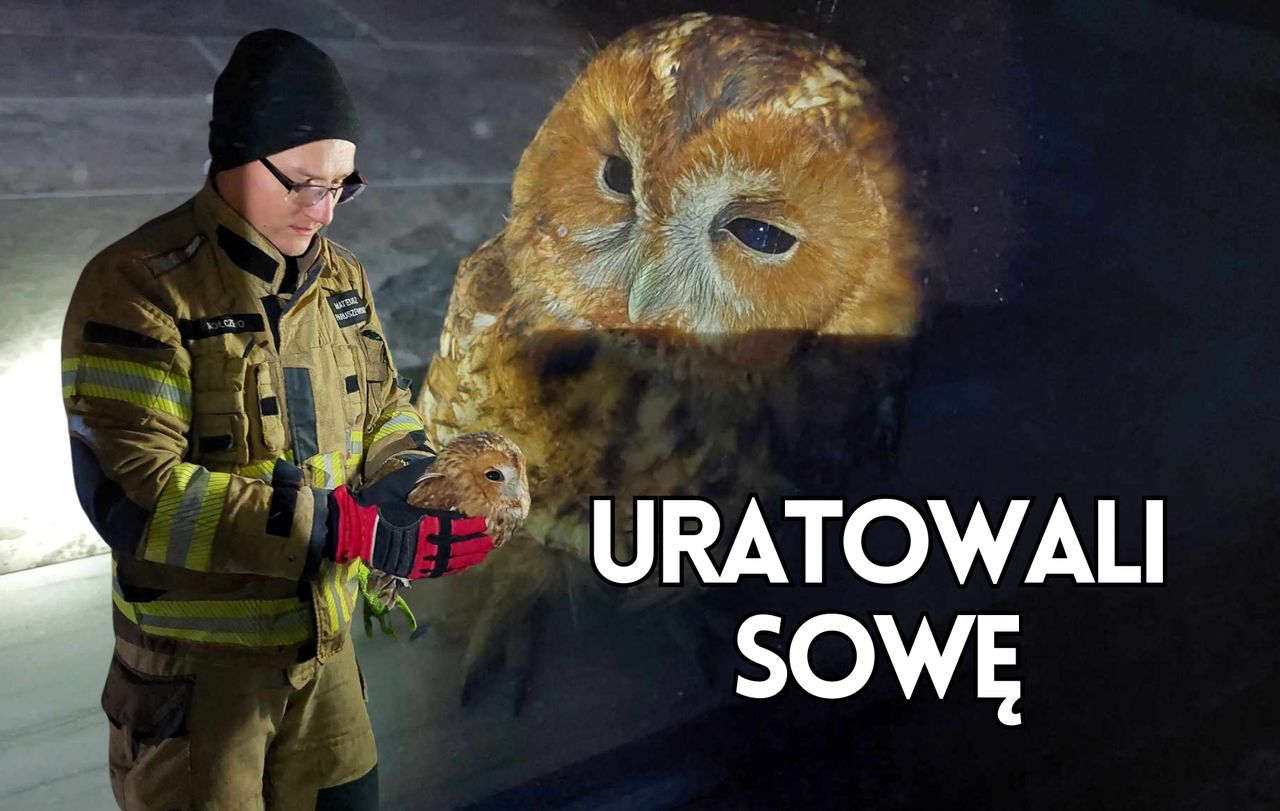 Brawurowa akcja strażaków. Sowa uratowana!