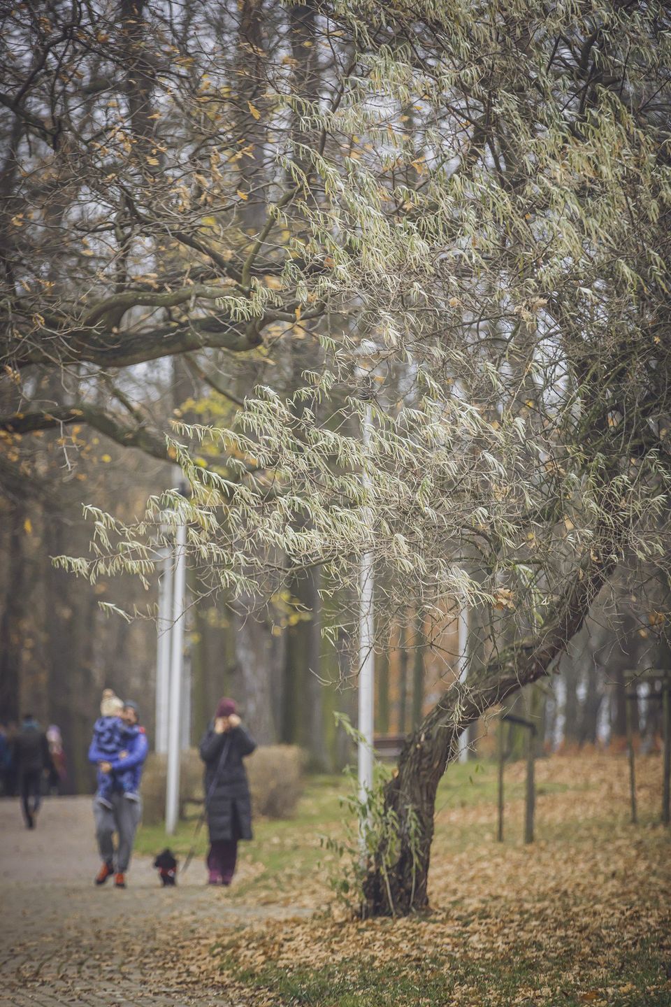 Piękne śląskie jezioro w złotej odsłonie. To już ostatnie chwile takiego koloru