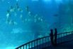 Singapur: największe oceanarium na świecie