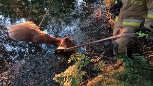 Krowa wpadła do stawu pod Gorzowem. Na pomoc ruszyli strażacy