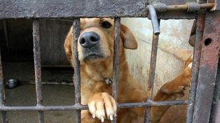 Nowy Targ: Protest pod schroniskiem. Angażują się influencerzy