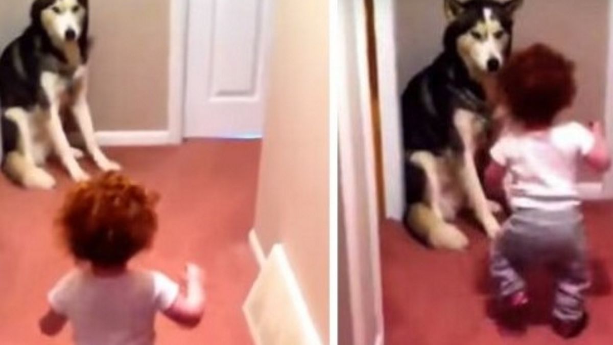 Dziewczynka pobiegła do psa