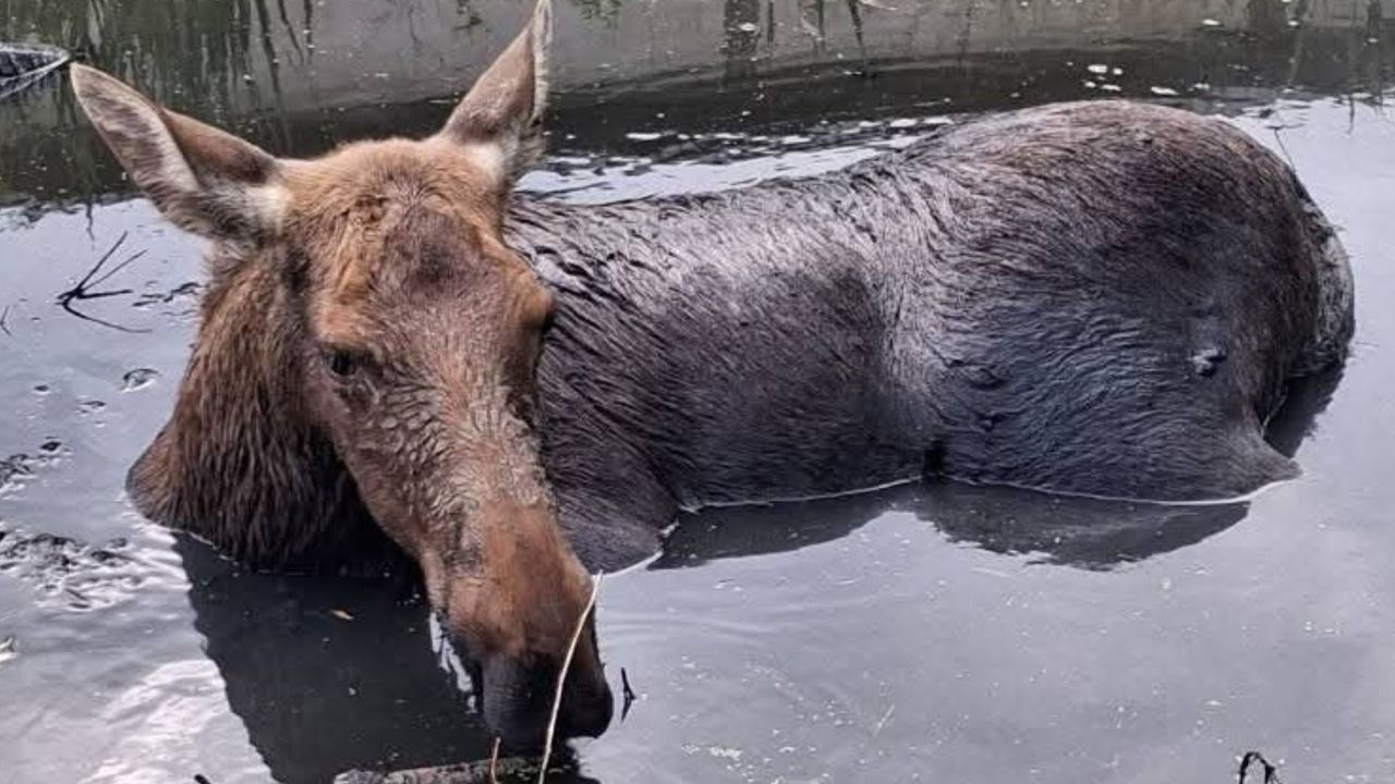 Samica łosia uwięziona w bagnie