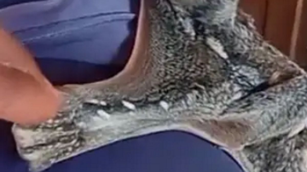 Internauci nazwali je najbrzydszym zwierzęciem świata