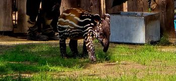 Święto najmłodszego tapira malajskiego. W Płockim ZOO odbędzie się Tapir Baby Shower