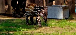 Święto najmłodszego tapira malajskiego. W Płockim ZOO odbędzie się Tapir Baby Shower