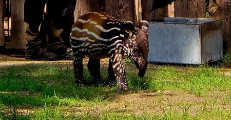 Święto najmłodszego tapira malajskiego. W Płockim ZOO odbędzie się Tapir Baby Shower