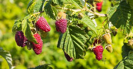 Podbija Polskę. Ma smak maliny i jeżyny. Daje bardzo dużo owoców