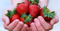 Groźna dieta owocowa!?