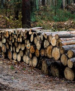 Takiej reakcji nie przewidzieli. Burza w sieci po wpisie leśników