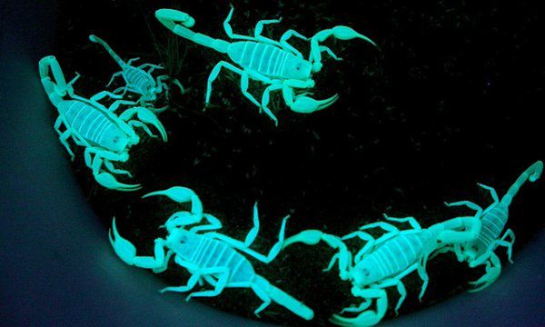 10 zadziwiających organizmów bioluminescencyjnych 2