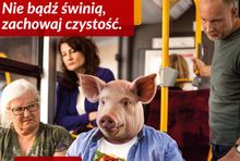 Wizerunek świni w jednej z reklam stołecznego ZTM