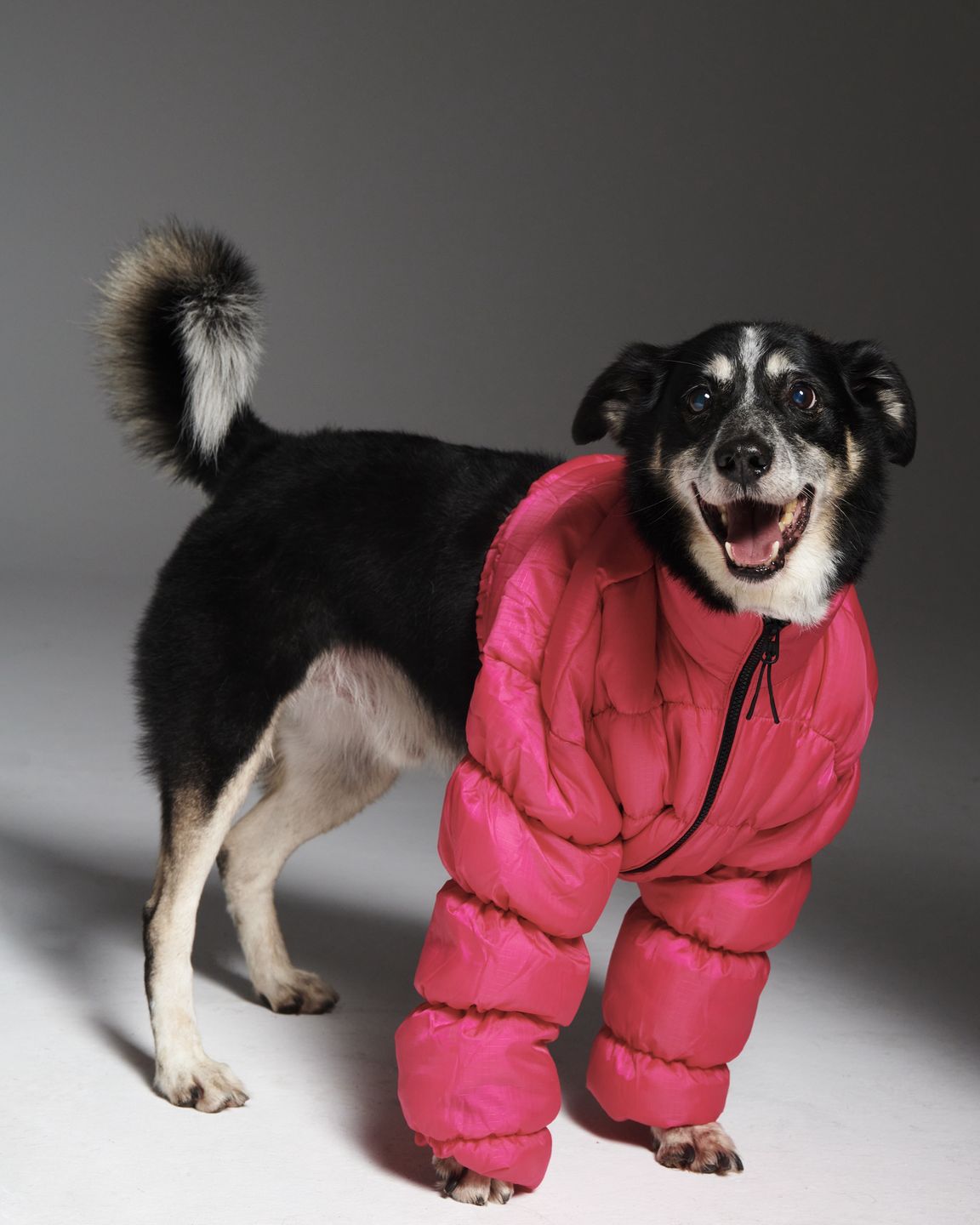 #AdoptujŚwiadomie: Pudelek szuka domu dla przyjaznego Kaziutka