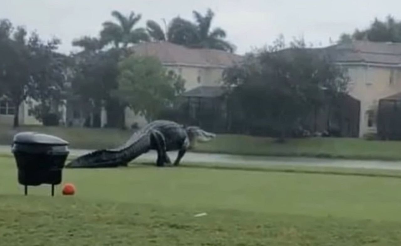 Olbrzymi aligator na polu golfowym w USA