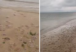 Niezwykłe zjawisko na plaży w Międzyzdrojach. Bałtyk wyrzucił tysiące meduz