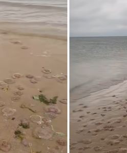Niezwykłe zjawisko na plaży w Międzyzdrojach. Bałtyk wyrzucił tysiące meduz
