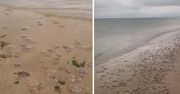 Niezwykłe zjawisko na plaży w Międzyzdrojach. Bałtyk wyrzucił tysiące meduz