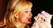 Pieskie życie Paris Hilton