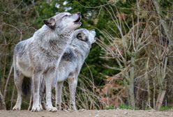 Wataha wilków w gorczańskich lasach. "Apelujemy o ostrożność"