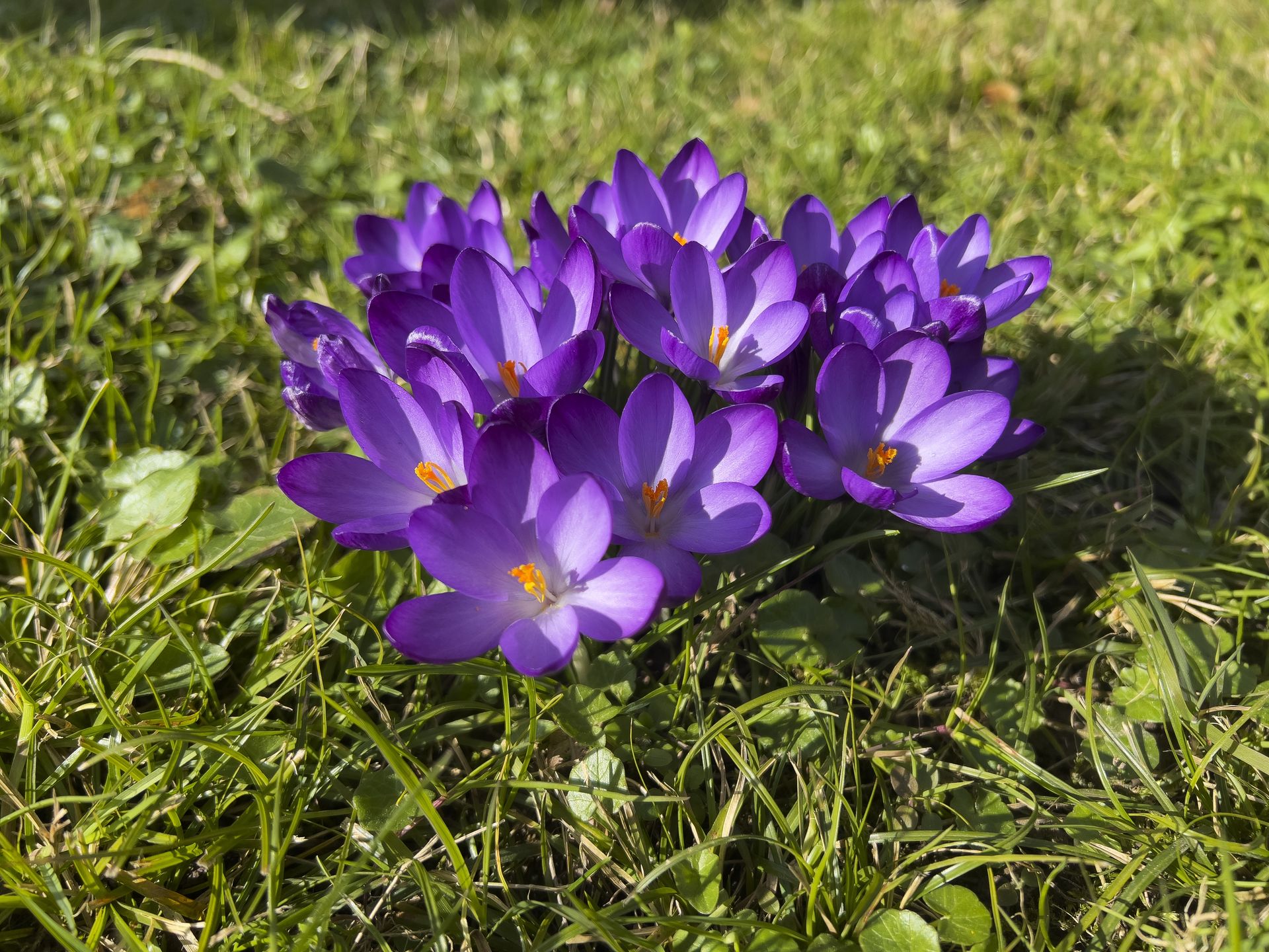 Krokus