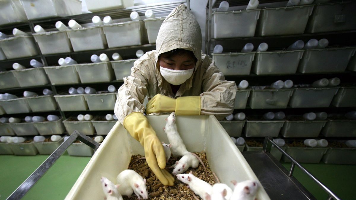 Zdjęcie okładkowe artykułu: Getty Images / China Photos / Eksperymenty na myszach zapoczątkowały genetyczny doping w sporcie?