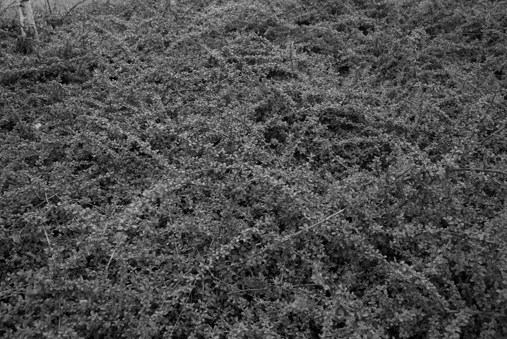 Trzydzieści pięć milimetrów najlepszej klasyki dla bezlusterkowców - Zeiss Biogon ZM 35 mm f/2 59