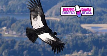 Znów krążą nad Andami. Walka o ten gatunek przynosi efekty