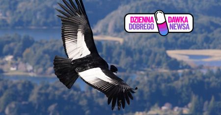 Znów krążą nad Andami. Walka o ten gatunek przynosi efekty