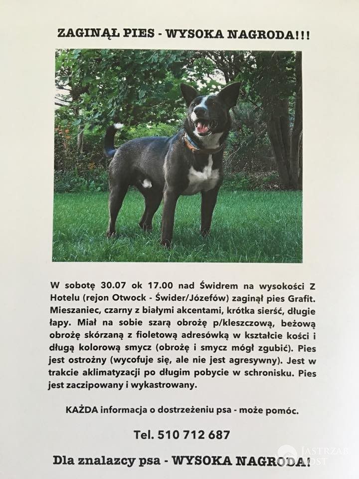 Szymon Hołownia apeluje o pomoc w szukaniu psa