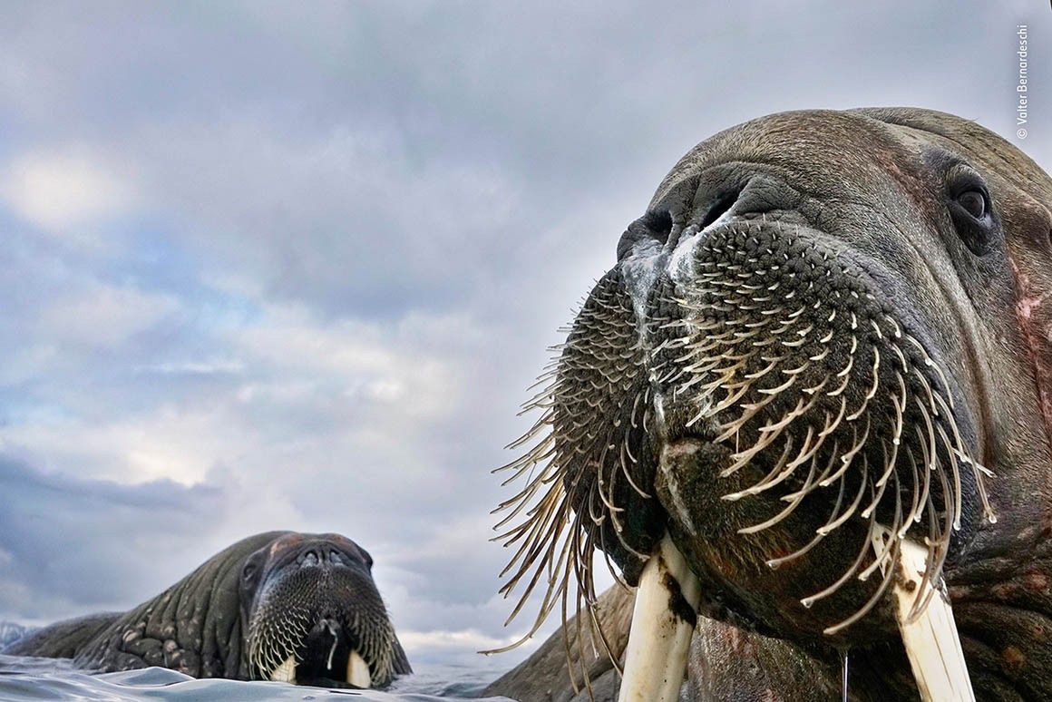Wildlife Photographer of the Year 2018 - zobacz najlepsze zdjęcia z konkursu 6