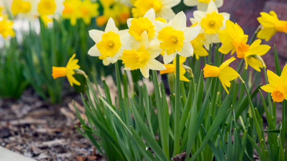 spring flowers, flowers, narcissus, spring, sunlight, spring flower, yellow narcissus, yellow, green, nature, landscape, background, beautiful, field, sun, light, floral, flora, plant, garden, colorful, decoration, beauty, natural, environment, season, meadow, bunch, bloom, blossom, decorate, botanical, bud, florist